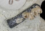 Spectacular Fossil Sand Dollar Cluster With Whale Bone #22841-3